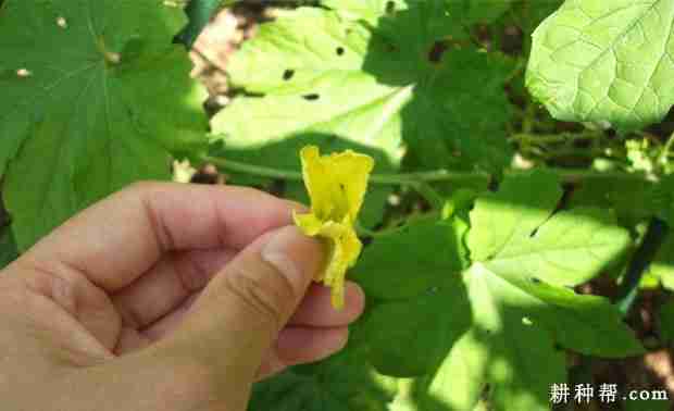 日光温室种植冬春茬苦瓜如何管理(日光温室种植冬春茬苦瓜如何管理呢)